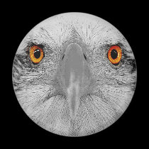 Look into my eyes magnets