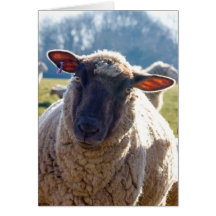 "Look Into My Eyes" Sheep Greetings Card