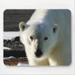 Look into the eyes of a wild Polar bear mousepads