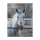 Looking for an Apple postcards