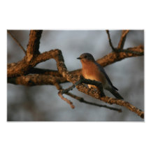Looking for Spring Photo