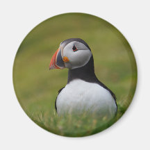 Looking for the Burrow Puffin Fridge Magnet