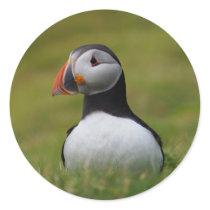 Looking for the Burrow Puffin Sticker