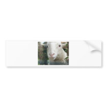 Looking Sheepish Bumper Sticker