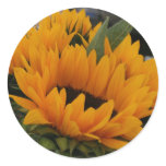 Looks Like a Sunflower stickers