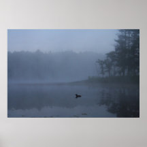 Loon in mist posters