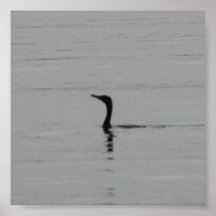 Loon on the Lake Poster