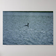 Loon Poster