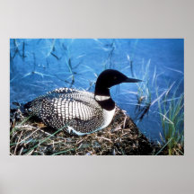 Loon Posters