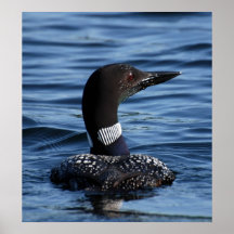 loon poster