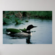 Loon Posters