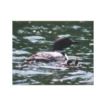 Loon with baby 1 stretched canvas prints