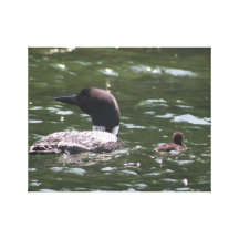 Loon with baby 2 stretched canvas prints