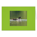 Loon with chick Greeting Card