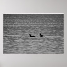 Loons in the Pond Poster