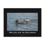 Loons Inspirational Gifts Postcard