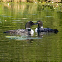 Loons Photo Cut Outs