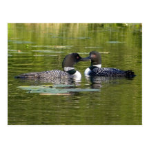Loons Postcard