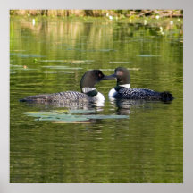 Loons Posters
