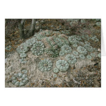 Lophophora williamsii - Peyote Greeting Card