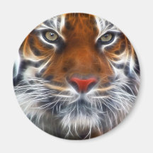 Lord of the Indian Jungles, The Royal Bengal Tiger Fridge Magnets