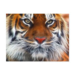 Lord of the Indian Jungles, The Royal Bengal Tiger