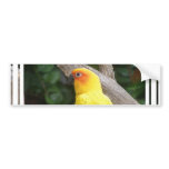 Lorikeet Bumper Sticker