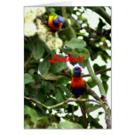 Lorikeet Greeting Cards
