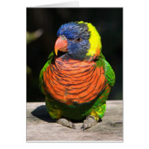 Lorikeet Greeting Cards