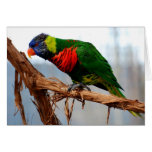 lorikeet on a branch cards