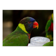 Lorikeet Parrot  Blank Greeting Card