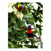 Lorikeet Post Card