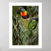 Lorikeet Poster
