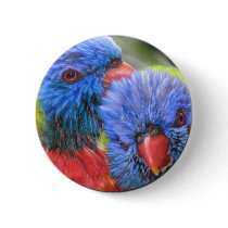 Lorikeets bubble with shadow