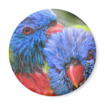 Lorikeets bubble with shadow