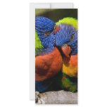 Lorikeets in Love