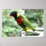 Lory Poster posters