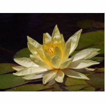Lotus At The Reflecting Pond In Balboa Park Photo Sculptures