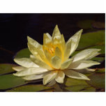 Lotus At The Reflecting Pond In Balboa Park photo sculptures