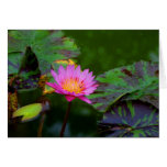 Lotus Bloom cards