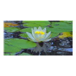 Lotus Bloom Photocard