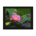 Lotus Bloom postcards