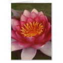 Lotus Blossom - By Logan Guinn cards