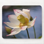 Lotus Blossom in Wind