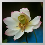 Lotus Blossom Print