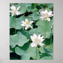 Lotus Blossoms Posters