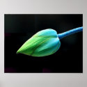 Lotus Bud posters