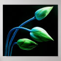 Lotus Buds posters