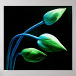 Lotus Buds Print