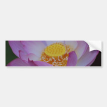 Lotus flower and its meaniing bumper sticker
